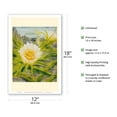 thumbnail image 2 of Hawaii Night Blooming Cereus (Hylocereus Undatus) - Honolulu Queen of the Night - Vintage Hawaiian Airbrush Art by Ted Mundorff c.1940s - Master Art Print (Unframed) 12in x 18in, 2 of 4