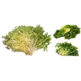 thumbnail image 2 of 1000 SALAD KING ENDIVE Italian Chicory Greens Cichorium Endivia Vegetable Seeds, 2 of 4