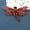 Red, variant on Vintage Insects Large Dragonfly Brooch Personalized Clothing Pins Ladies Jewelry-blue