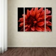 thumbnail image 3 of Trademark Fine Art "Red Dhalia" Canvas Art by Kurt Shaffer Three Panel Set, 3 of 3