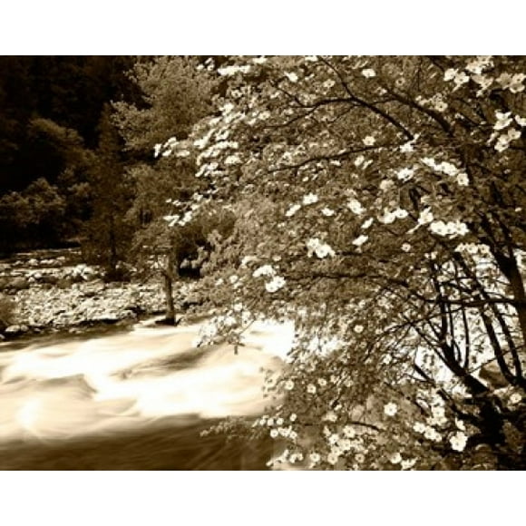 Pacific Dogwood tree over the Merced River, Yosemite National Park, California Poster Print by Adam Jones (45 x 36)