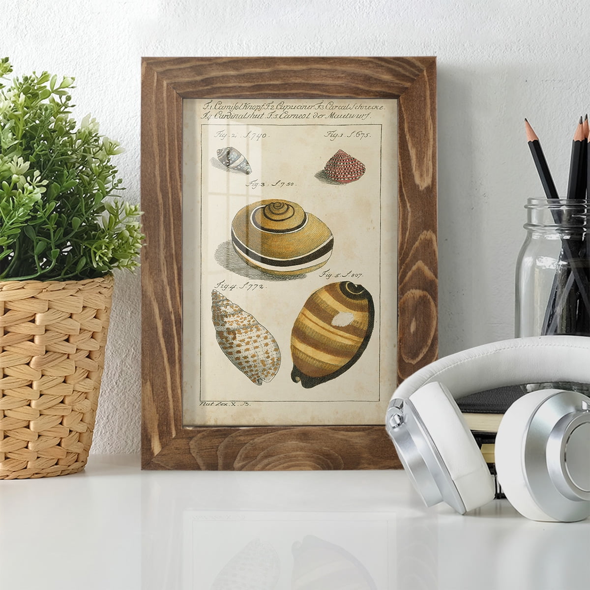 Vintage Shell Study IV -Framed Print w/glass-Walnut