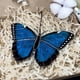 thumbnail image 4 of 2024 atrapasol de mariposa hechos a mano, decoración colgante de cristal de colores para ventanas interiores, jardines exteriores y coches, 4 of 5