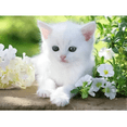 thumbnail image 2 of Rompecabezas Gatito Blanco 1500 piezas Ravensburger, 2 of 2