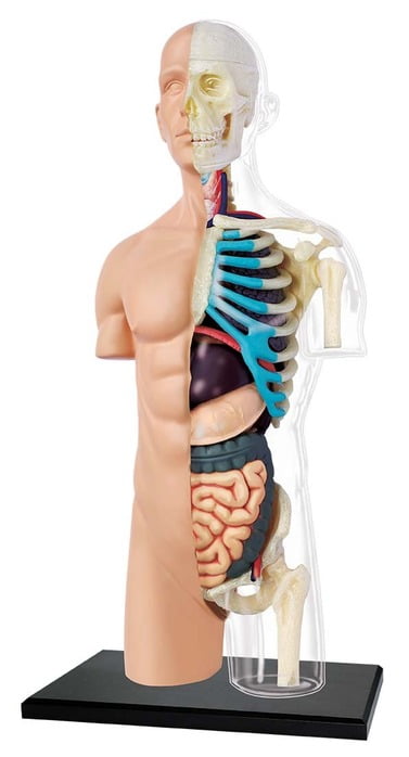 4D Half Clear Human Torso Anatomy Model