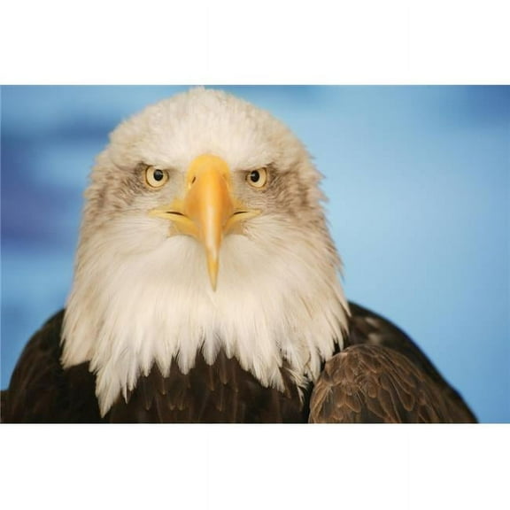 Portrait of A Bald Eagle Poster Print by Don Hammond, 34 x 22 - Large