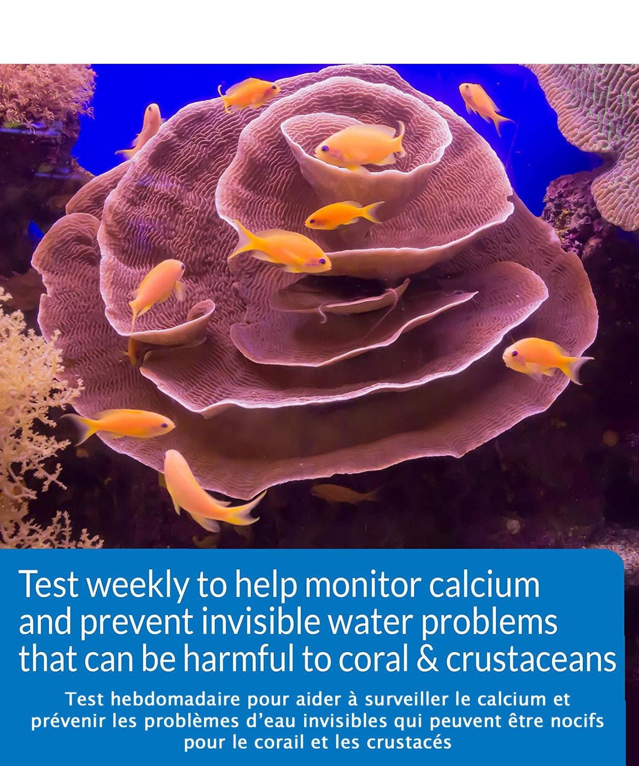 Kit de test de calcium d'eau salée API