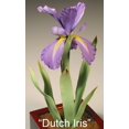 thumbnail image 4 of Dutch Iris Cutter Set (small) by WSA, 4 of 4