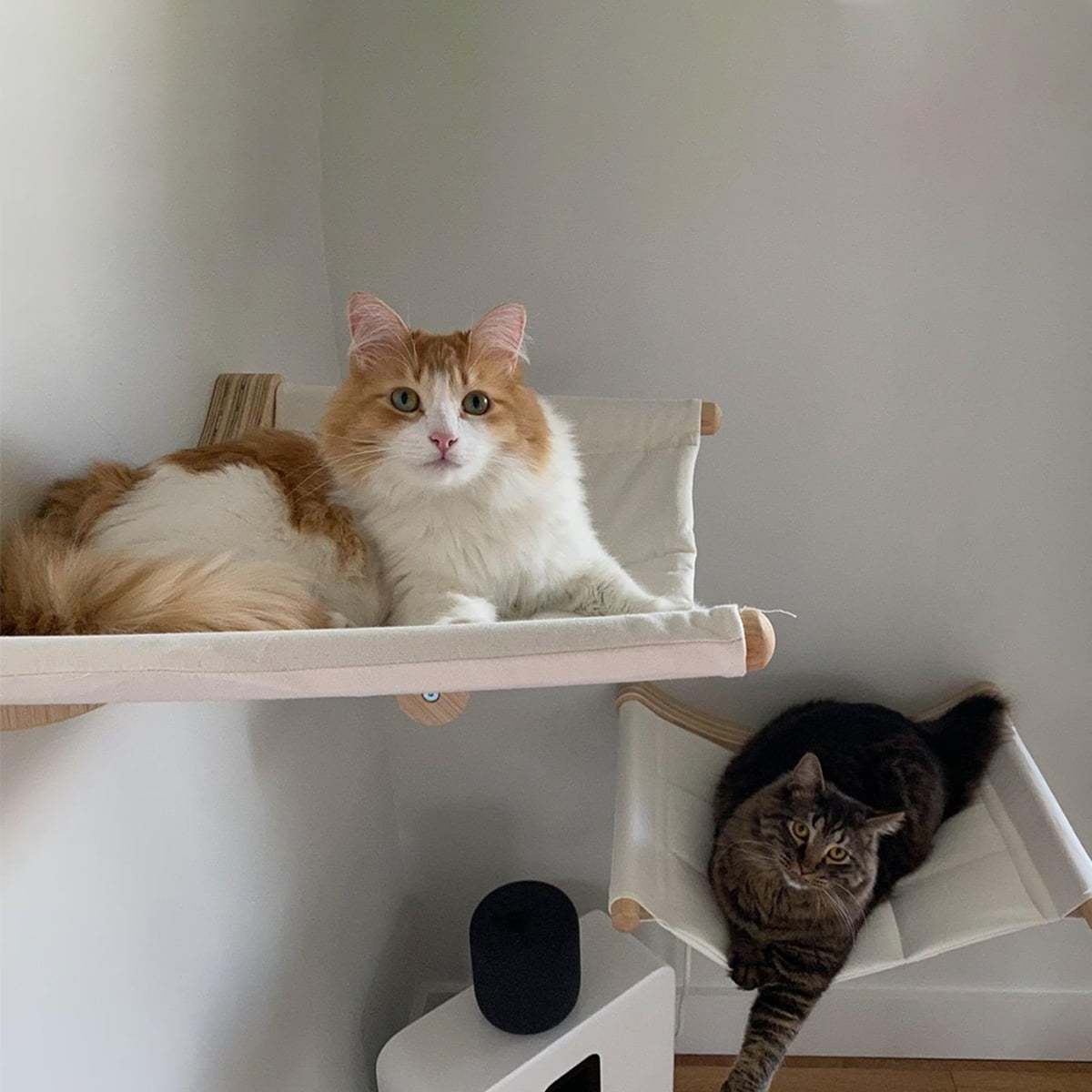 QLFYUU Cat Hammock, Cat Wall Shelves & Floating Window Perch, White
