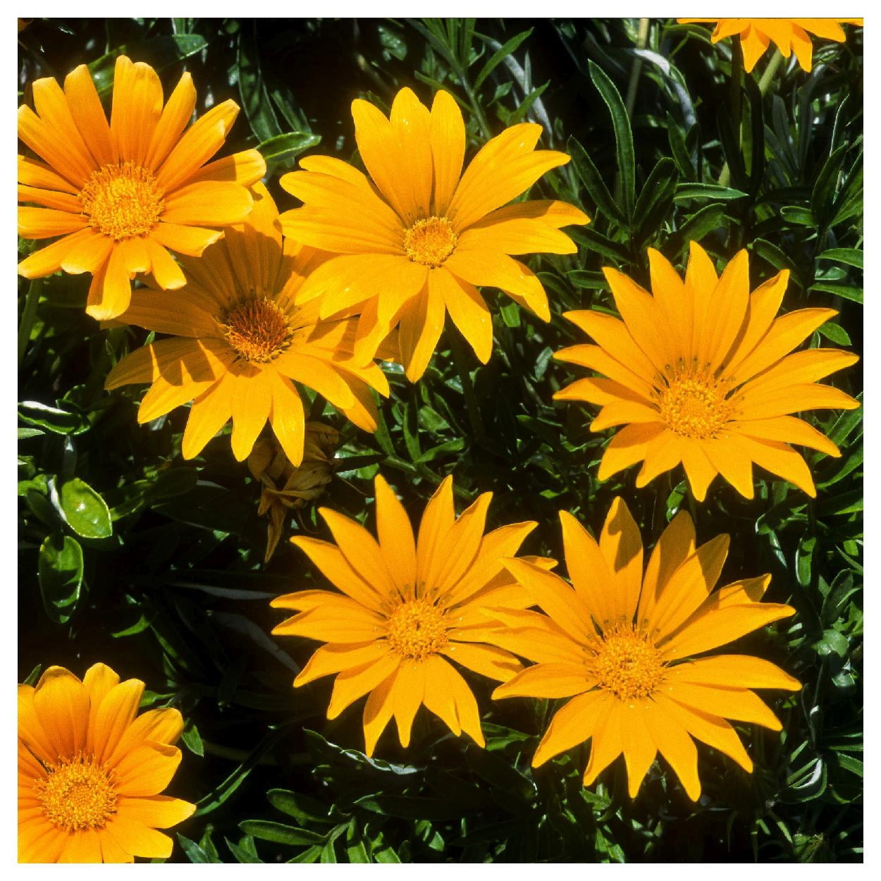 Everwilde Farms - 1/4 lb Gazania Garden Flower Seeds - Gold Vault Bulk Seed Packet