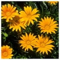 thumbnail image 3 of Everwilde Farms - 1/4 lb Gazania Garden Flower Seeds - Gold Vault Bulk Seed Packet, 3 of 3