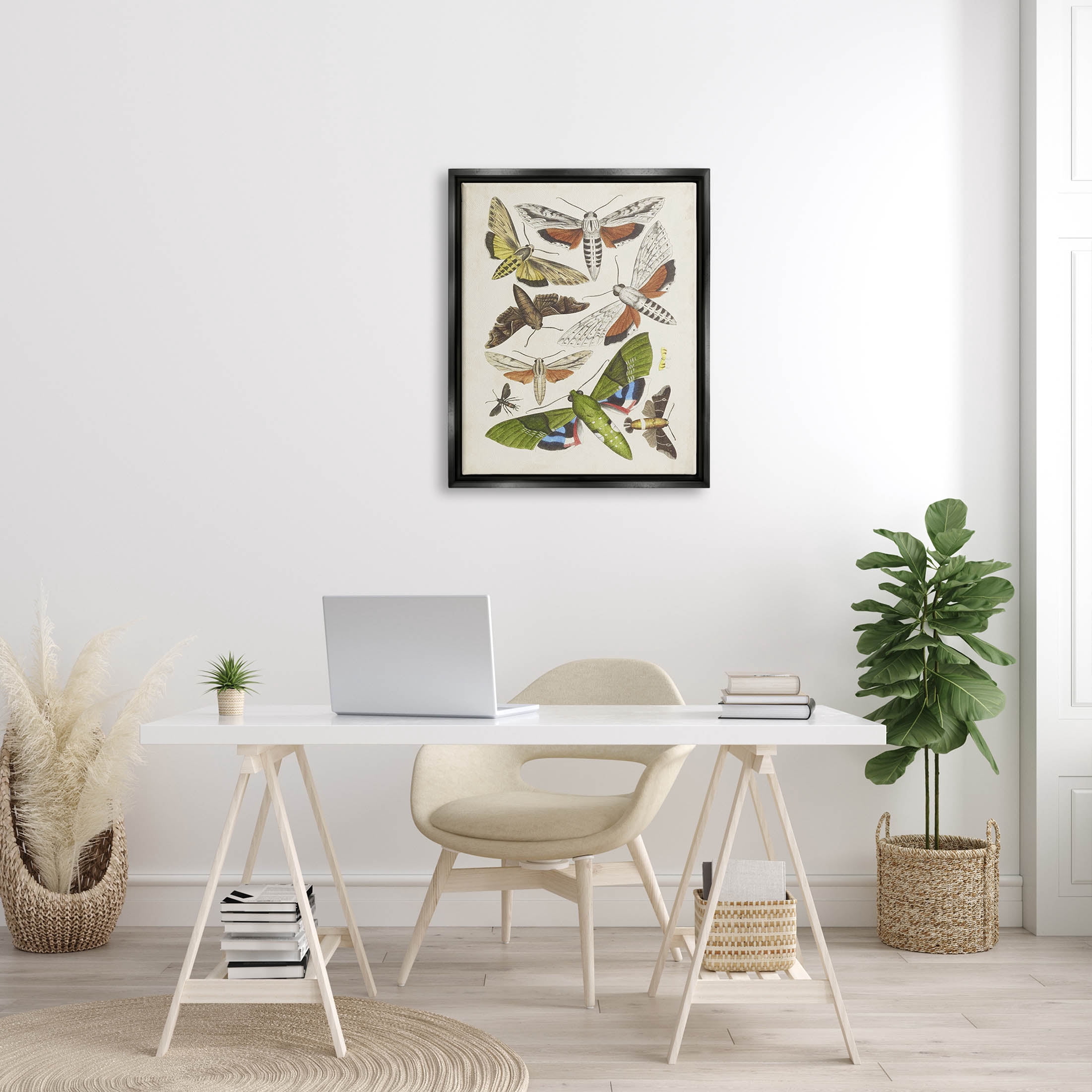 Stupell Industries Mixed Insects Moth Latin Studies Graphic Art Jet Black Floating Framed Canvas Print Wall Art, Design by World Art Group