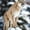 Winter Forest Cougar, variant on Elephant Stock Pit Bull On Snow Wall Art - Vertical Multi Panel Canvas - Living Room Wall Decor - Animal Multi Panel - Gray And Brown Decor - 14" x 23"
