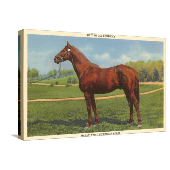 Art.com Man O'War, Kentucky Thoroughbred Stretched Canvas Print Wall Art, 24" x 16"