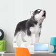 thumbnail image 1 of Cute Little Husky Puppy Wall Decal by Wallmonkeys Peel and Stick Graphic (24 in H x 22 in W) WM201302, 1 of 4