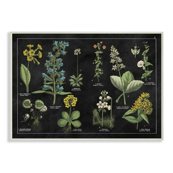 Stupell Industries Antique Wild Flower Chart Scientific Botanical Print Graphic Art Unframed Art Print Wall Art, 13x19, by Wild Apple Portfolio