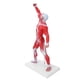thumbnail image 4 of Modelo De Muscular, Modelo De Anatomía Que Muestra El Modelo De Músculos Humanos Para La Enseñanza Y Explicación Del Arte, 4 of 7