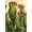 Unframed, variant on Art.com Cactus Art Print by Boho Hue Studio, 12" x 18"