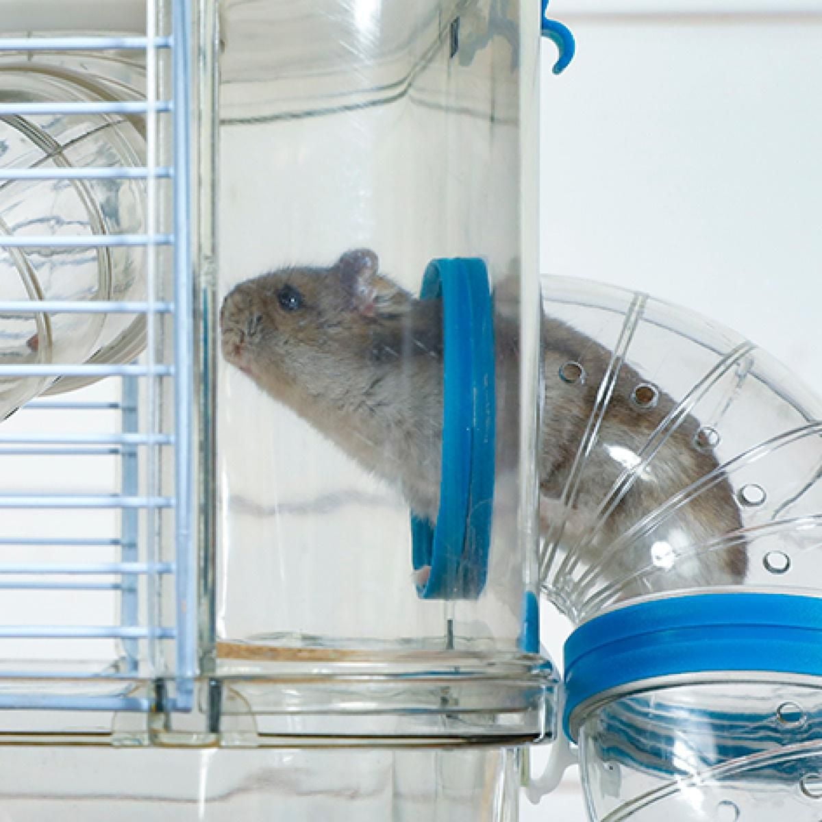 Rody3 Duo Hamster Cage - 2-story - Grenadine - 41 x 27 x 40.5 cm