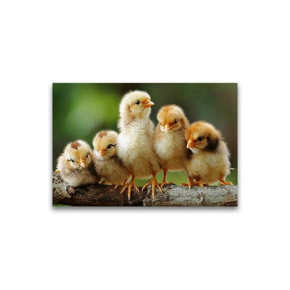 Adorable Sibling Chicks Poster -Image by Shutterstock