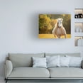 thumbnail image 3 of PHBurchett 'Golden Lit Horse IV' Canvas Art, 3 of 3