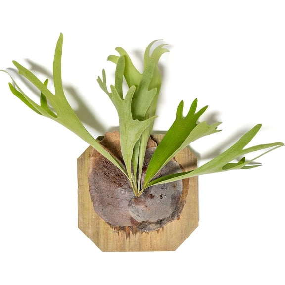 Air Plant Shop Staghorn Fern Mounted on a Cedar Plank - Wholesale and Bulk - Live Platycerium bifurcatum - Easy Care Indoor and Outdoor House Plants