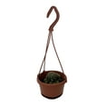 thumbnail image 2 of Ball Cactus - 4" Mini Hanging Basket - Easy House Plant, 2 of 2
