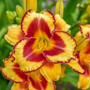 Angle View: Proven Winners 3QT Multicolor Hemerocallis, Full Sun, Live Plants with Grower Pot