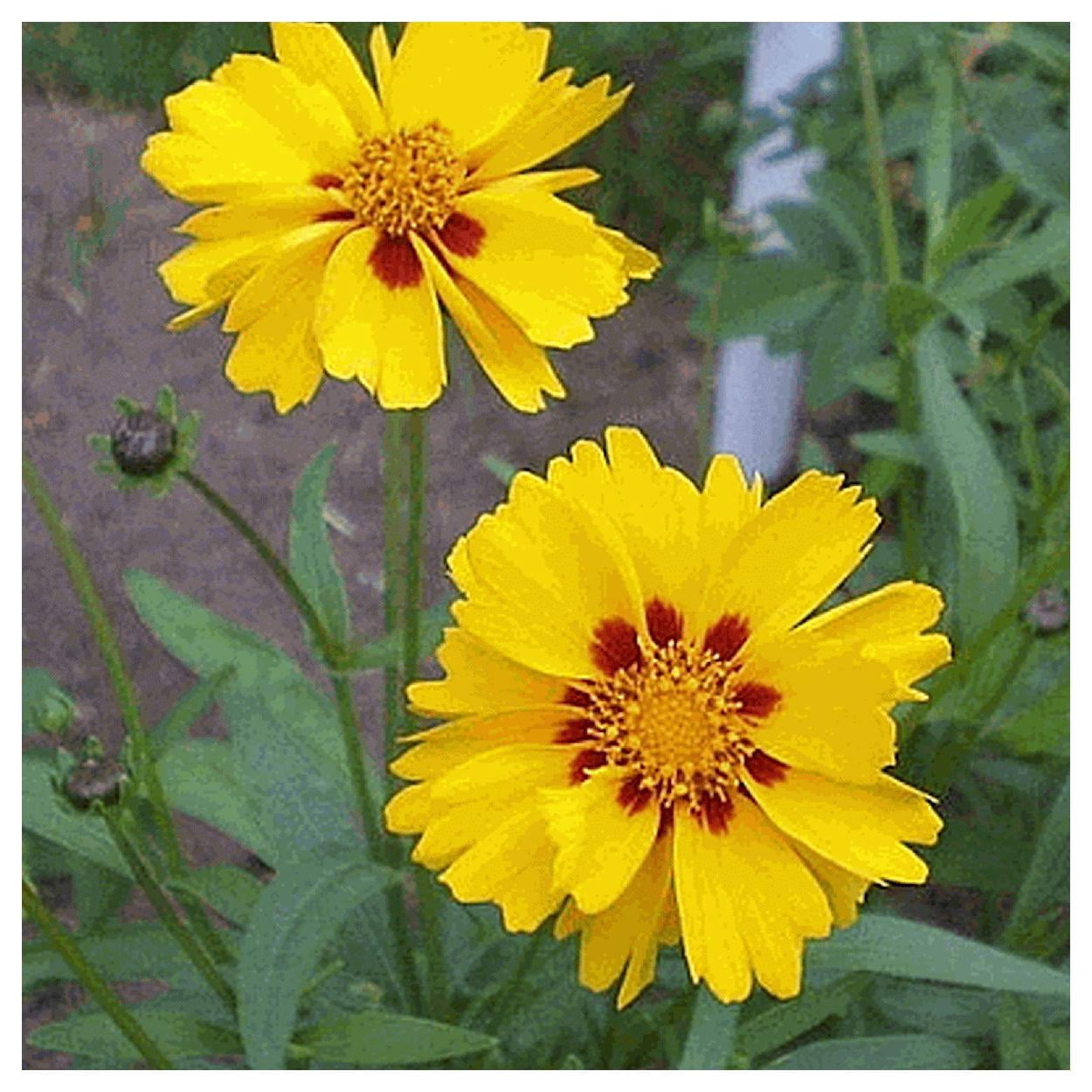 Everwilde Farms - 1 lb Large Flowered Tickseed Native Wildflower Seeds - Gold Vault Bulk Seed Packet