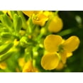 thumbnail image 2 of Grayscale 18x15 Black Ornate Wood Framed with Double Matting Museum Art Print Titled - Yellow Wildflower I, 2 of 4