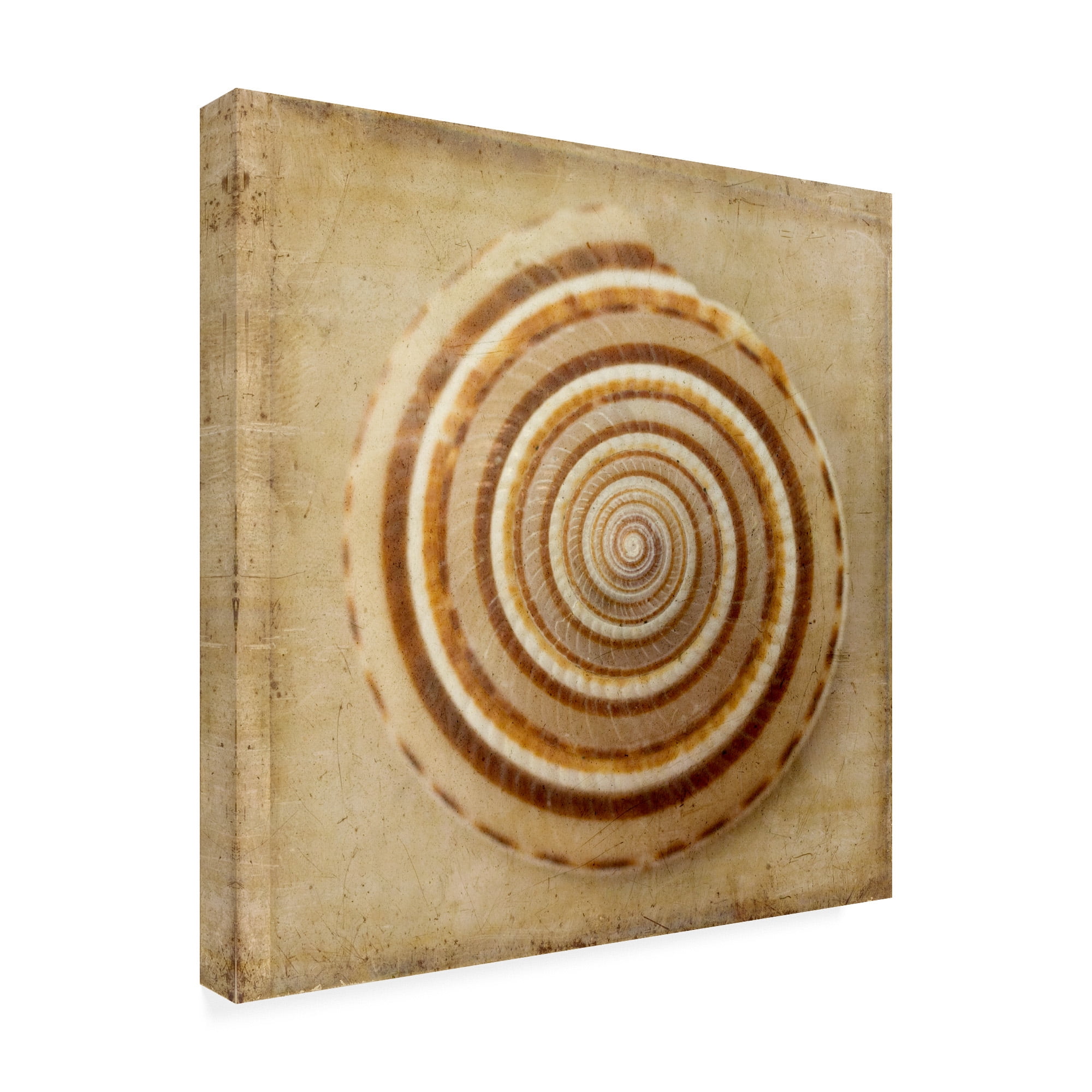 Trademark Fine Art 'Sepia Shell V' Canvas Art by Judy Stalus