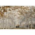 thumbnail image 3 of Frank, Assaf 14x11 Black Modern Framed Museum Art Print Titled - White Gold, 3 of 5