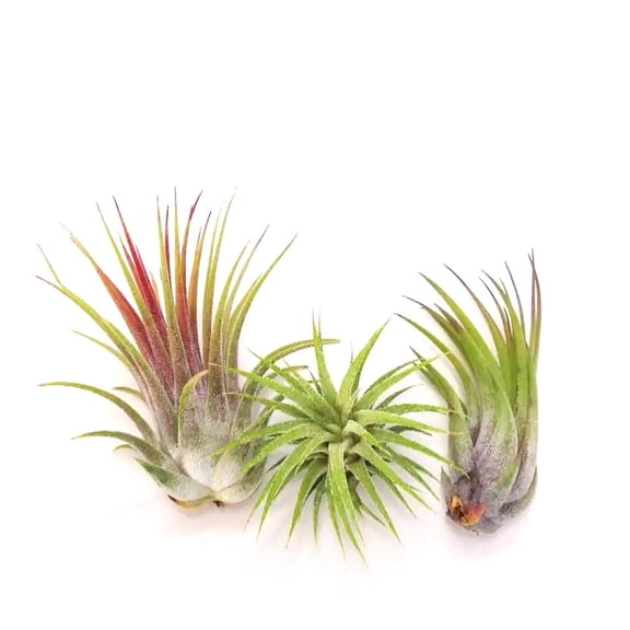 Tillandsia Ionantha Assorted 3 Pack Color Changing Air Plants