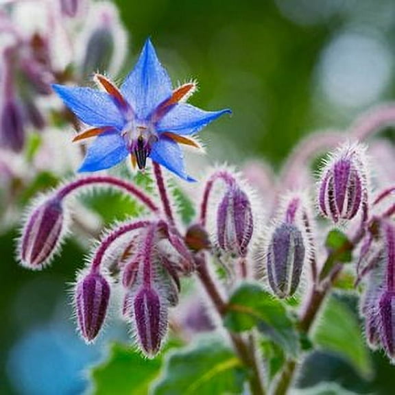 Borage Seeds (Borago officinalis) 500 Seeds (10 grams)