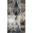 thumbnail image 2 of Kaveney, Wendy 19x32 Gold Ornate Wood Framed with Double Matting Museum Art Print Titled - Africa, Namibia, Etosha NP Close-up of zebra, 2 of 4
