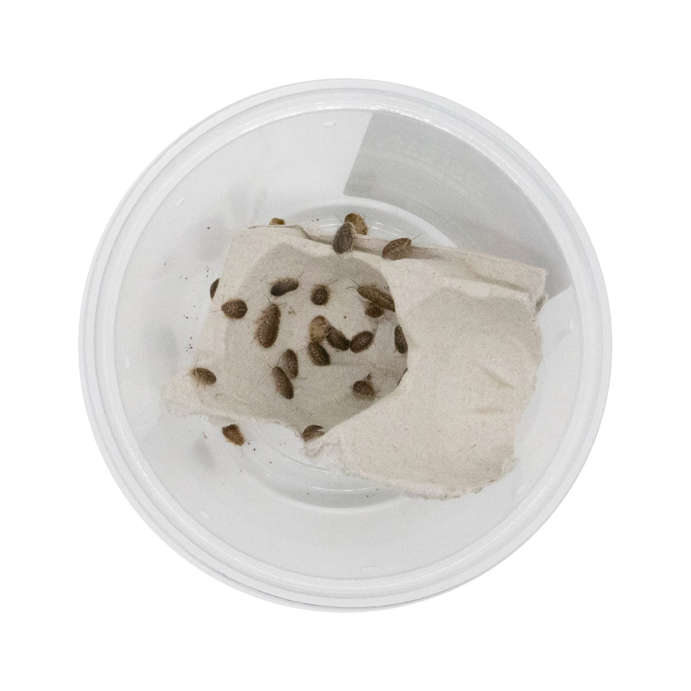 ReptiCulture Small Dubia 50 ct