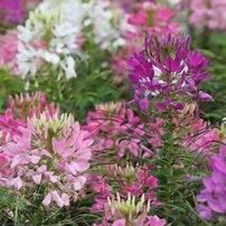 Cleome Seeds, 50 Count, Annual Flowers, Full Sun