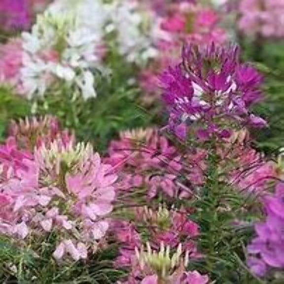 Cleome Seeds, 50 Count, Annual Flowers, Full Sun