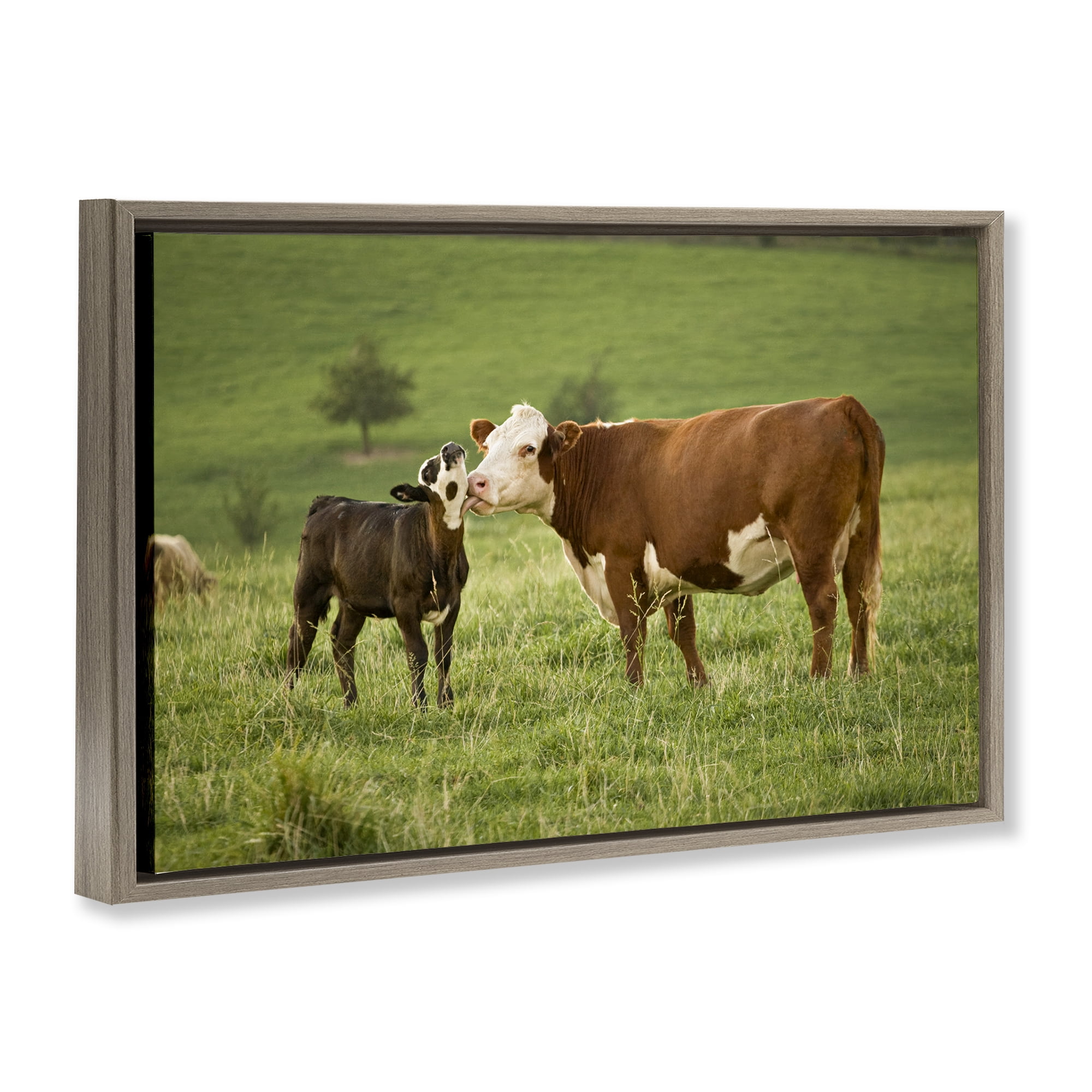 Stupell Industries Cow & Calf Preening Animals Photography Brown Floater Framed Canvas Art Print Wall Art, 25 x 17