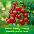 thumbnail image 5 of Down To Earth All Purpose Tomato & Vegetable Mix 4-6-2 Organic Plant Food, 40 lb Bag, 5 of 6
