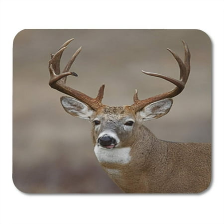 KDAGR Trophy Whitetail Buck Deer Midwestern Hunting Illinois Ohio Wisconsin Minnesota Mousepad Mouse Pad Mouse Mat 9x10