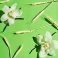 thumbnail image 5 of Softsoap Oat Milk and Vanilla Body Wash, Hypoallergenic Body Wash for Sensitive Skin, 20 OZ, 5 of 17