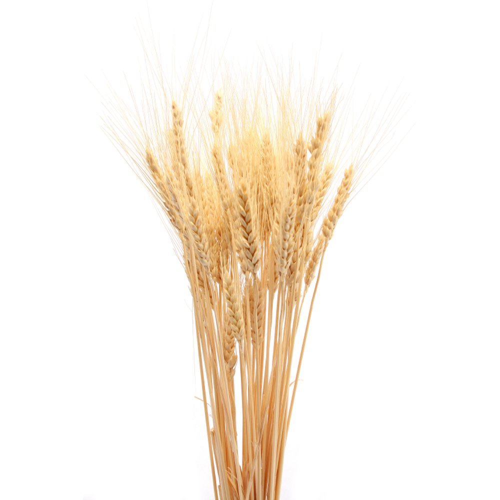 Dried Wheat Bunch 8 oz blond 4060 pieces Decorative Wheat Long
