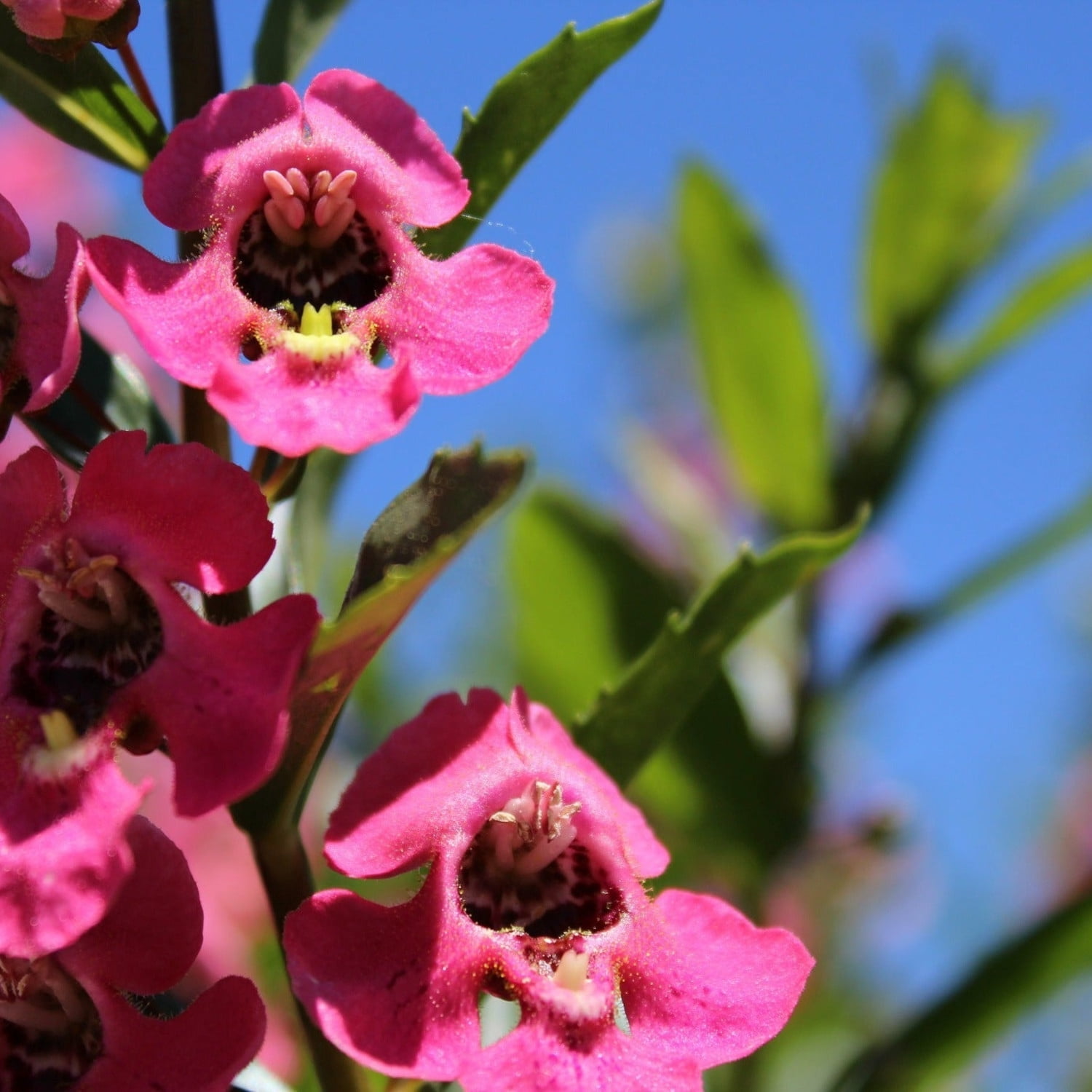 Proven Winners 8" Angelface Perfectly Pink Summer Snapdragon Live Plant in 6.5" Pot
