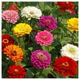 thumbnail image 3 of Everwilde Farms 200 California Giants Mixed Zinnia Flower Seeds, Annual Easy to Grow, 3 of 5