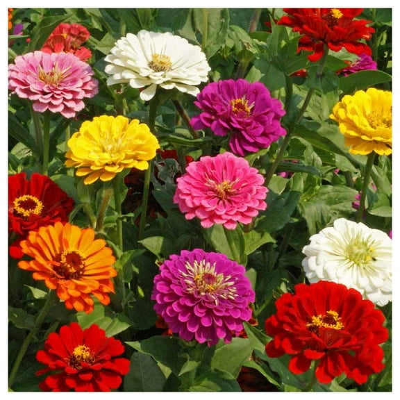 Everwilde Farms - 1 lb California Giants Mixed Zinnia Garden Flower Seeds - Gold Vault Bulk Seed Packet