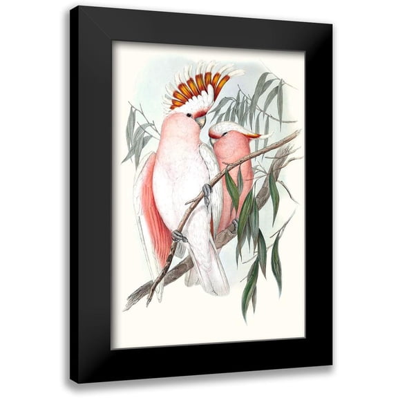 Gould, John 11x14 Black Modern Framed Museum Art Print Titled - Pastel Parrots I