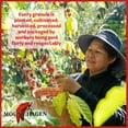 thumbnail image 7 of Mount Hagen Instant Espresso Ground Coffee 3 Pack, Eco-friendly Organic Espresso Coffee Made From Medium Roast Arabica Beans, Freeze Dried Instant Coffee, Fair-Trade, Kosher [3x1.76oz/50g Jar]…, 7 of 7