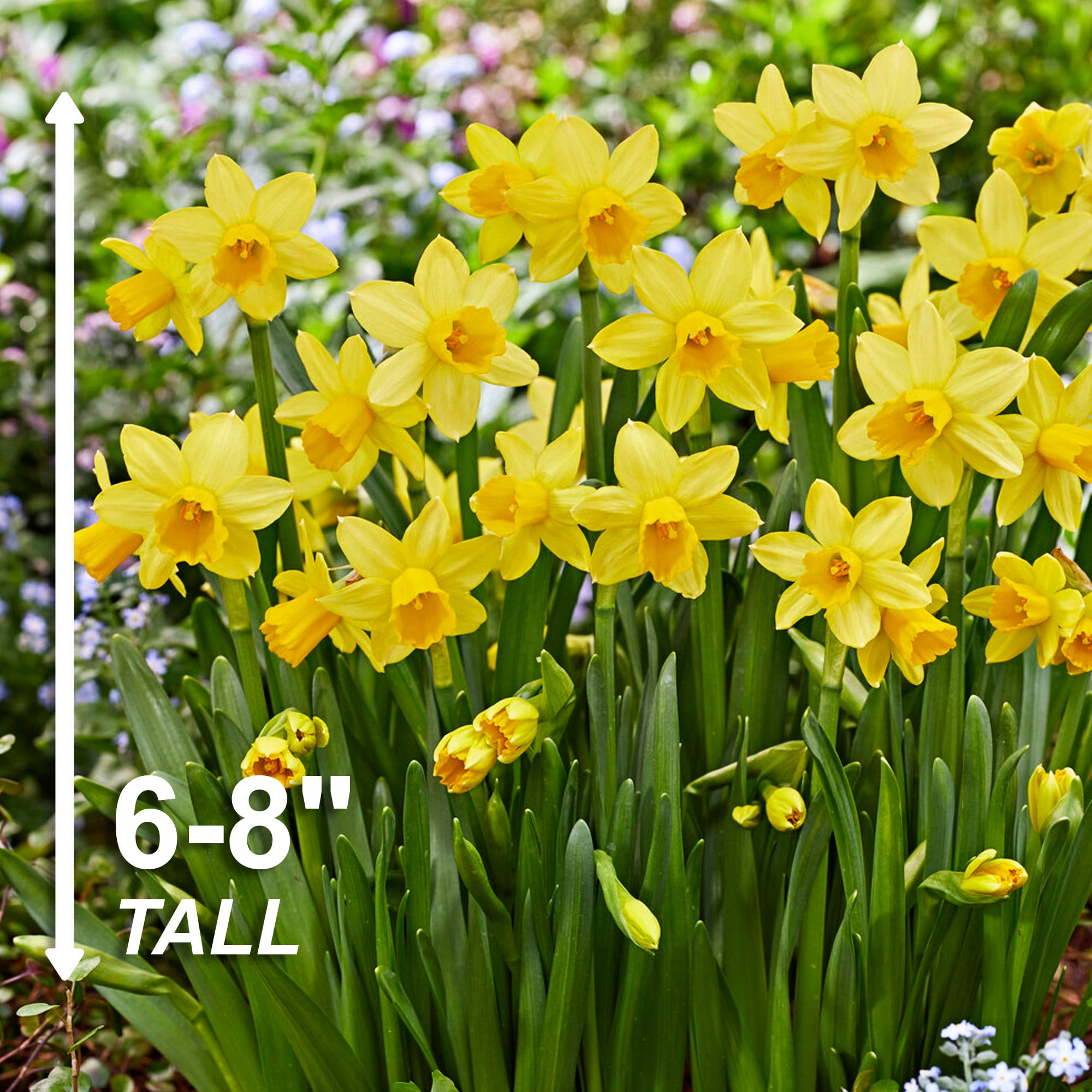 Garden State Bulb Narcissus Tete-a-Tete Daffodil Flower Bulbs, 12/14cm (Bag of 250)