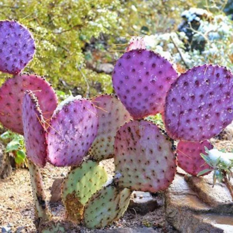 Purple Prickly Pear Cactus Plant Live, Succulents Plant Live, Live Prickly Pear Cactus Plants, 3.5 inch Pot for Growing